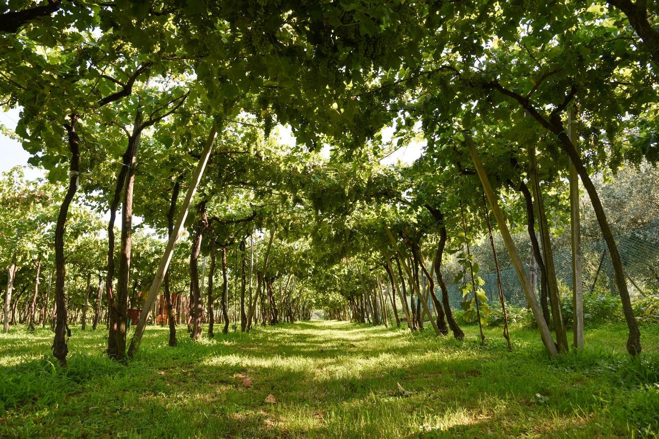 La Terrazza Sulle Vigne B&B Corte Franca Exteriér fotografie